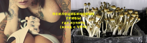 стаф Алзамай