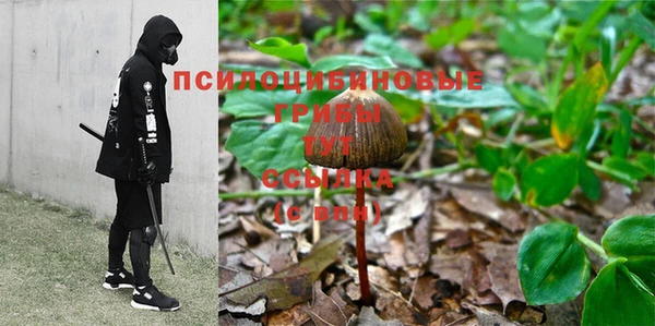 стаф Алзамай